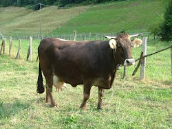 16 settembre, Rezzoaglio: 12.a Mostra Cabannina UNICA RAZZA BOVINA AUTOCTONA LIGURE A RISCHIO DI ESTINZIONE



