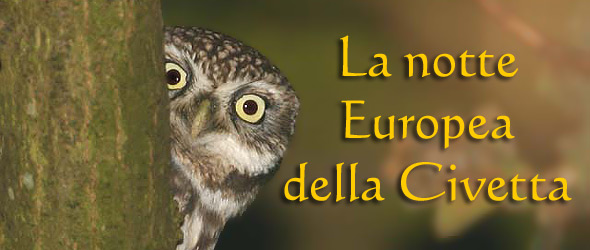 23 Marzo, Aveto: Escursione ornitologica notturna per la 10^ NOTTE EUROPEA DELLA CIVETTA