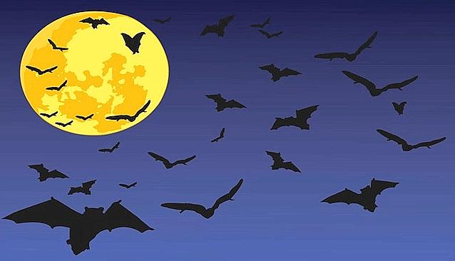 Domenica 25 agosto, Leivi: per "La notte dei pipistrelli" appuntamento ore 20.30 Parco Quattrocchi