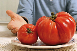 Un “assemblaggio di stonati e fracassoni” e tante idee divertenti, come il premio al pomodoro più grande: Bargagli “resuscita” grazie a tanti giovani volontari
