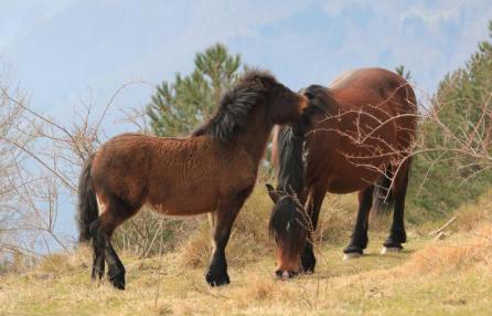 31 maggio e 14 giugno: escursioni di Horsewatching sulle tracce dei cavalli Selvaggi del Parco dell'Aveto