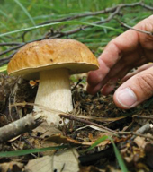 Funghi: ecco cosa cambia con la nuova Legge