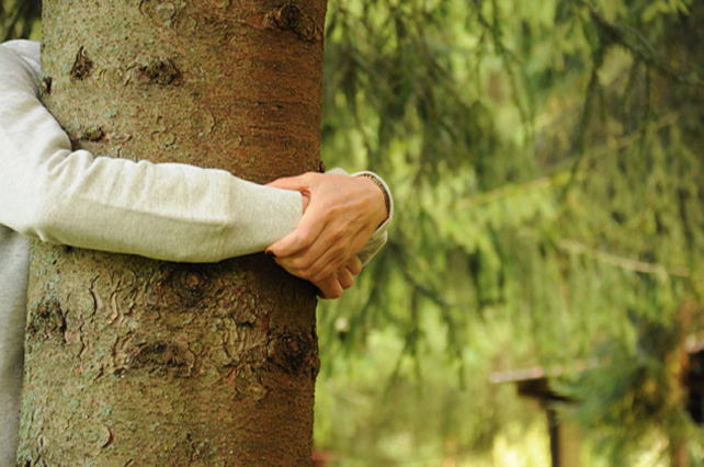 21 Novembre: Giornata Nazionale degli Alberi