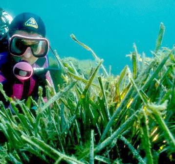 27 luglio, Sestri LEvante: alla scoperta della prateria di Posidonia oceanica