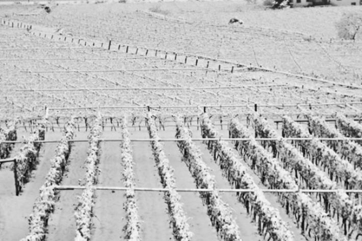 Agricoltura: emergenza gelo nel Levante. Rosso e Garibaldi presentano interrogazione urgente:
