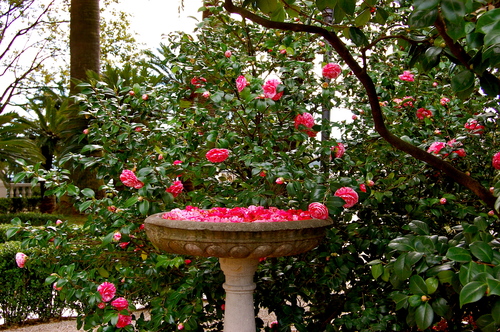 10 marzo, Santa Margherita Ligure: visita guidata nel giardino di VIlla DUrazzo, “Antiche camelie di Villa Durazzo”