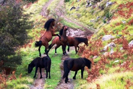 1° CONCORSO FOTOGRAFICO I CAVALLI SELVAGGI E I TESORI DEL PARCO DELL'AVETO 15 aprile –15 ottobre 2014