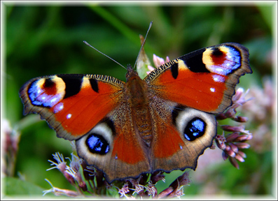 IL NATURALISTA ROMANTICO - Io, la meravigliosa  Vanessa Io