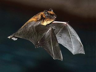 Pipistrelli: ecco perché dovreste sperare di averli intorno casa